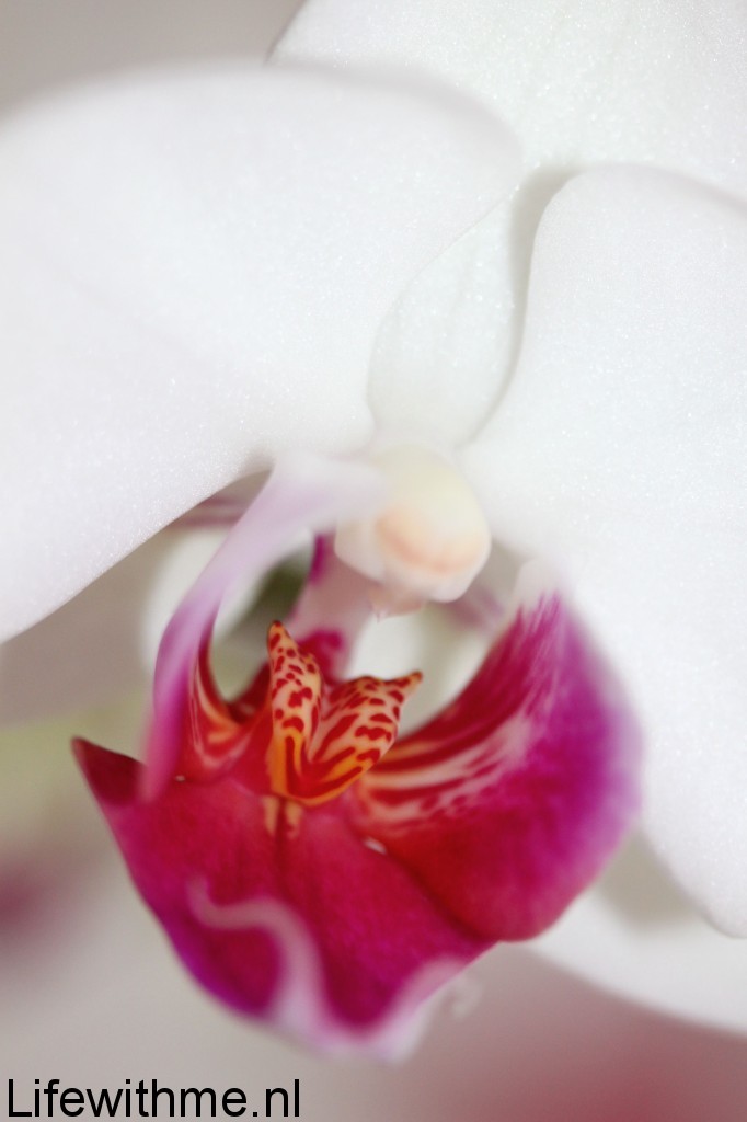 Orchidee binnenkant